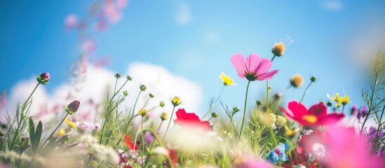 Canvas Print - A field of flowers underneath a bright blue sky and sunshine.