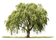 PNG Tree willow plant white background. 