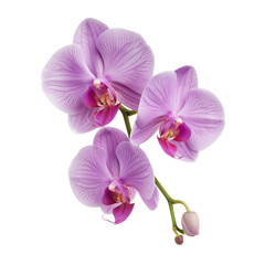 Wall Mural - Purple orchid isolated on white background