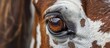 Detailed close-up capturing the intricate brown and white markings surrounding the eye of a horse, showcasing its distinctive pattern and colors