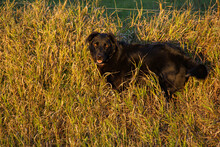 Black Dog Standing In Grass