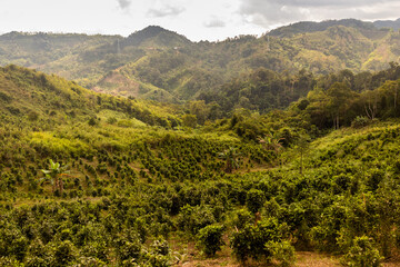 Sticker - Tea plantations near Samarkisay village in Phongsali province, Laos