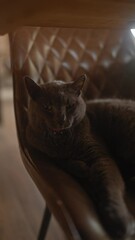 Wall Mural - A british shorthair cat lounging on a brown leather chair, yawning, indoors, cozy, pet, grey, feline, comfortable.