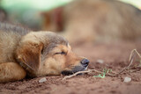 Fototapeta Kosmos - Brown puppy sleeping on the ground in summer season, Thailand