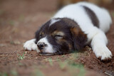 Fototapeta Kosmos - Brown white puppy sleeping on the ground in summer season, Thailand