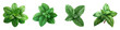 Fresh Peppermint or mine leaf  On A Clean White Background Soft Watercolour Transparent Background