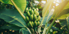 Bunch Of Bananas Are Hanging From A Banana Tree Banana Tree Banana Green Fruit On Tree In Garden Nature Background Green Ripe Bananas On Palm Tree Summer And Travel Concept Banana Fruits Bunch