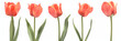Five vibrant red tulips lined up in a row isolated on white background