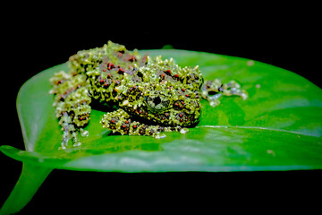 Wall Mural - Mossy tree frog on leaf