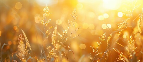 Canvas Print - Concept of a joyful new day: Beautiful golden light background of a stunning yellow meadow at sunrise in autumn with bokeh effects.