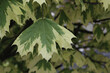 White maple leaves on a branch.
