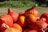 Fototapeta Tęcza - Orange pumpkins on a background of grass