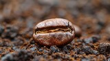 Fototapeta Dmuchawce -   A tight shot of a coffee bean against a backdrop of earthy dirt in the foreground, and a blurred background