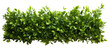 PNG  Bush hedge plant green. AI generated Image by rawpixel.