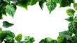 Green leaves frame cut out