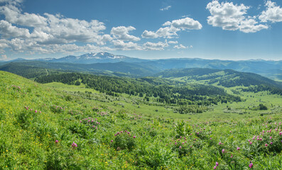 Wall Mural - Summer greenery of meadows and forests and snow on the peaks, sunny day