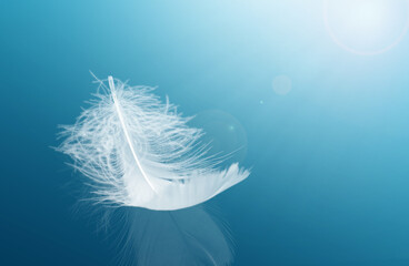 Wall Mural - the sunlight shines on the feather. single white feather with refection on floor. beautiful feather 