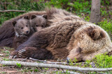 Fototapeta Sawanna - Two brown bears cubs resting in forest with mother