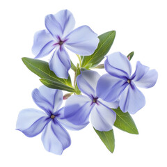 Wall Mural - Nature blue periwinkle flower isolated on white background