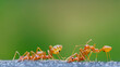 Ant on green blur background
