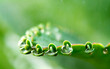 Water on green leaf.