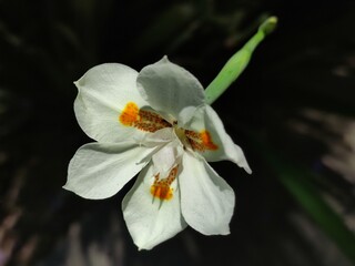 Wall Mural - flor de orquídea blanca ,white orchid flower	