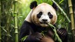 Massive panda consuming bamboo HD 8K wallpaper Stock Photo