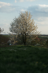 Wall Mural - lone tree in the middle of a field in the forest