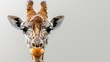   A tight shot of a giraffe's face with an orange ball dangling from its lips