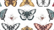 Hand drawn moth and butterflies. Colored vector seaml