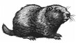   A black-and-white sketch of a groundhog on hind legs, gazing upward and to the side