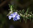 Close up of rosemary herb