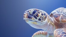   A Sea Turtle's Head In Tight Focus Against A Blue Backdrop, Comprised Of Sea And Sky