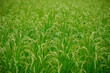 Rice field in Japan.