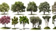 a group of garden privet trees in top view with a clear background in 3D