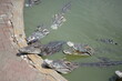 Crocodile Alligator swims in swamp water, showcasing its sharp teeth and fierce gaze amidst the wild Florida nature