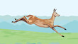 A baby deer jumping