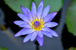 lotus or florescent purple lotus