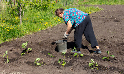 A woman plants eggplants in the ground in the spring