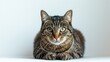 Against a white background, a sitting tabby cat looks forward