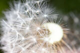 Fototapeta Dmuchawce - Fluff on dandelions as a background. Extreme macro