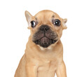 Frightened French Bulldog puppy on white background