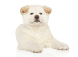 Fototapeta  - Akita Inu puppy looking at camera