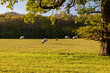 Sheep grazing in a field in rural Sussex, on a sunny spring evening