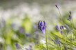 Hyacinthoides non-scripta, commonly known as bluebells, in Sussex woodland, with a shallow depth of field