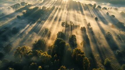 Poster - Airview light and shadows in mist. First rays of sun through fog and trees. Morning autumn landscape