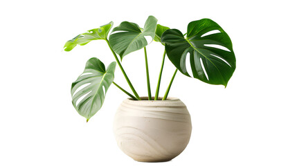 plant in a pot isolated on a transparent background