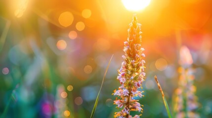 Aufkleber - Grass flower on sunset background