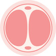 Stages of Embryo Development. Educational medical information. Flat design illustration. 2 cell stage.