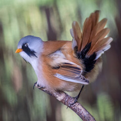 Poster - a close up of a male bearded reedling, panurus biarmicus, also known as a bearded tit. he is perched